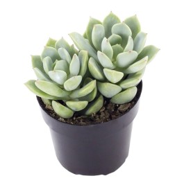 Echeveria OVR Succulent